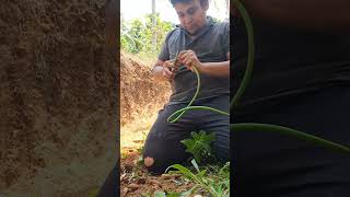 Solar Earthing work