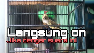 pancingan cucak jenggot mantap bikin emosi