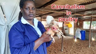 SAD NEWS 😔 cannibalism in my farm, causes,signs and prevention 