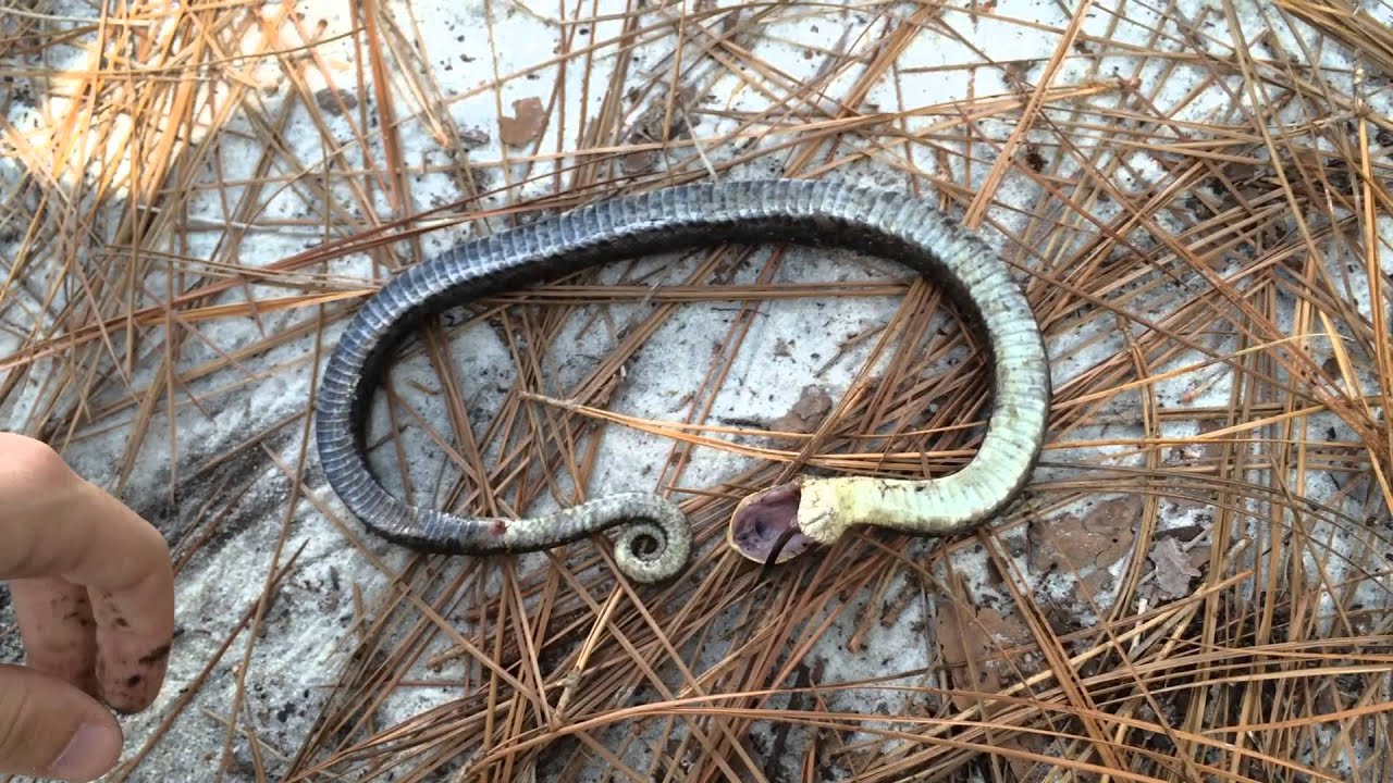 Eastern Hognose Snake Playing Dead.