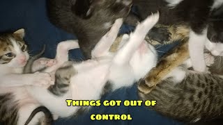 Adorable Baby Kittens Playing Together – Soft, Gentle & Super Cute! 😻🐾 screenshot 2