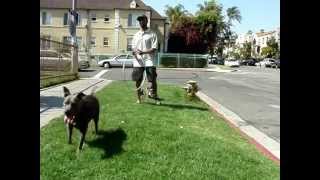 Dog Training - Trick - Jump Thru A Hoop