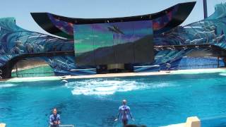 Shamu (whales) live show at Sea World San Diego