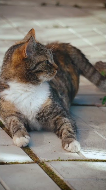 Funny Cat 🐈 Animals Video Clips For Make youtube video, copyright free video, no copyright video