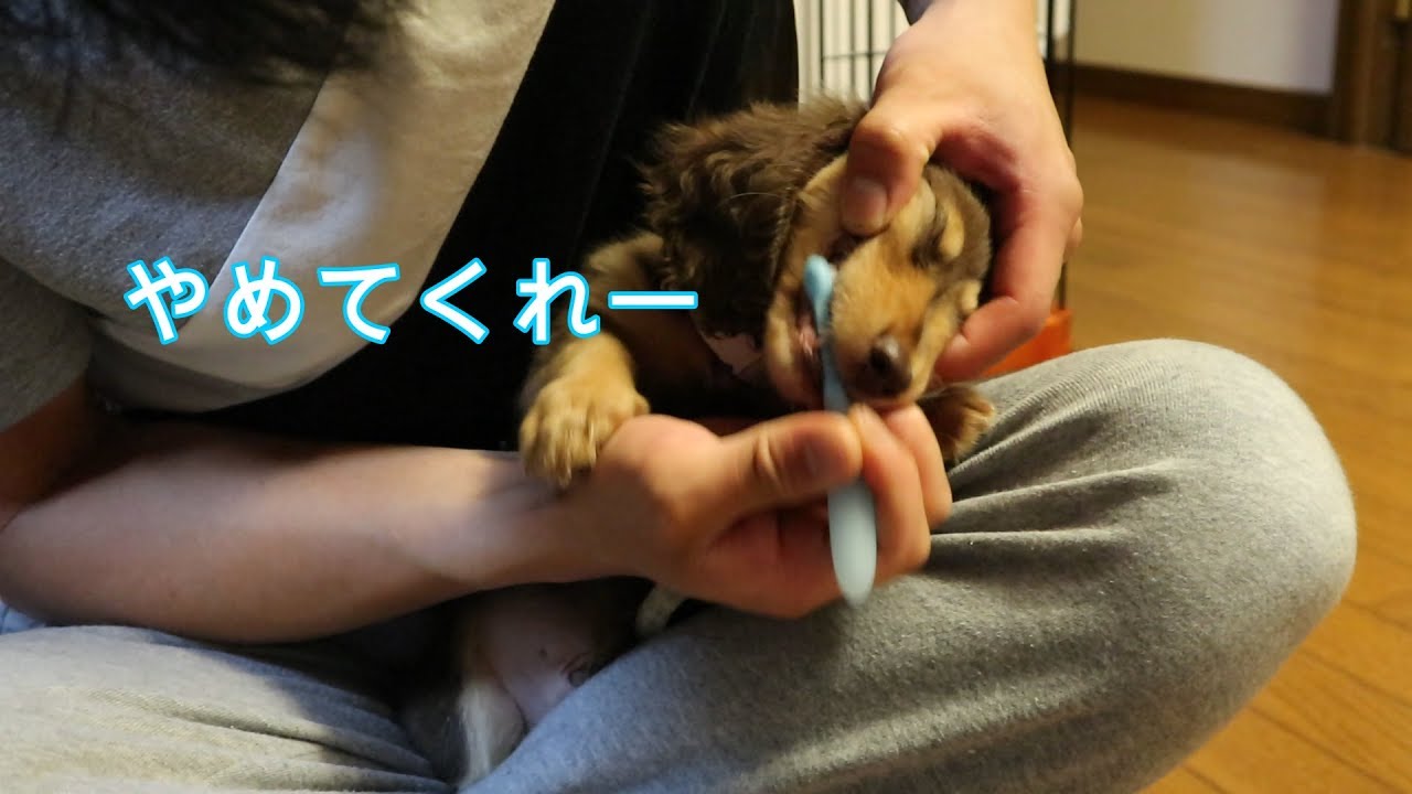 愛犬 初めての歯磨きが可愛い子犬のミニチュアダックスフンド 犬動画 かわいい犬 わんこ 紹介 かわいい犬動画 W