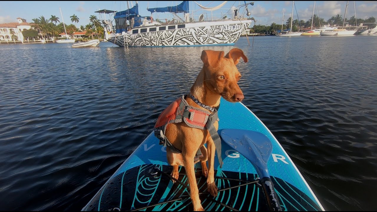 WINDY voit ses premiers DAUPHINS en PADDLE BOARD!!  / Sailing Atypic S1 • E22