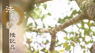 【靜思妙蓮華】法華經授記品 - 於佛智慧 皆不退轉 - 20210906 第973集