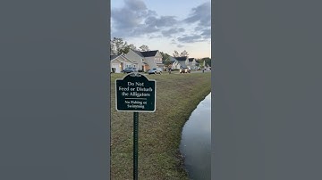 Gators can’t guard me 🐊 🏈😂 #football #trickshot #sports #funny