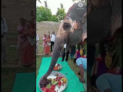 When An Elephant S Birthday Was Celebrated How Did The Elephant Greet Everyone 