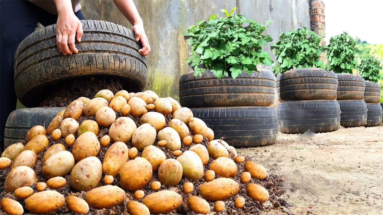 How to grow potatoes in tires, unexpectedly harvested so many tubers