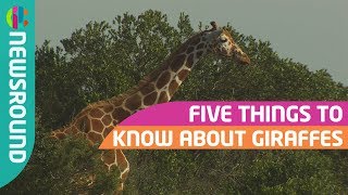 Giraffes - Five things you didn't know...