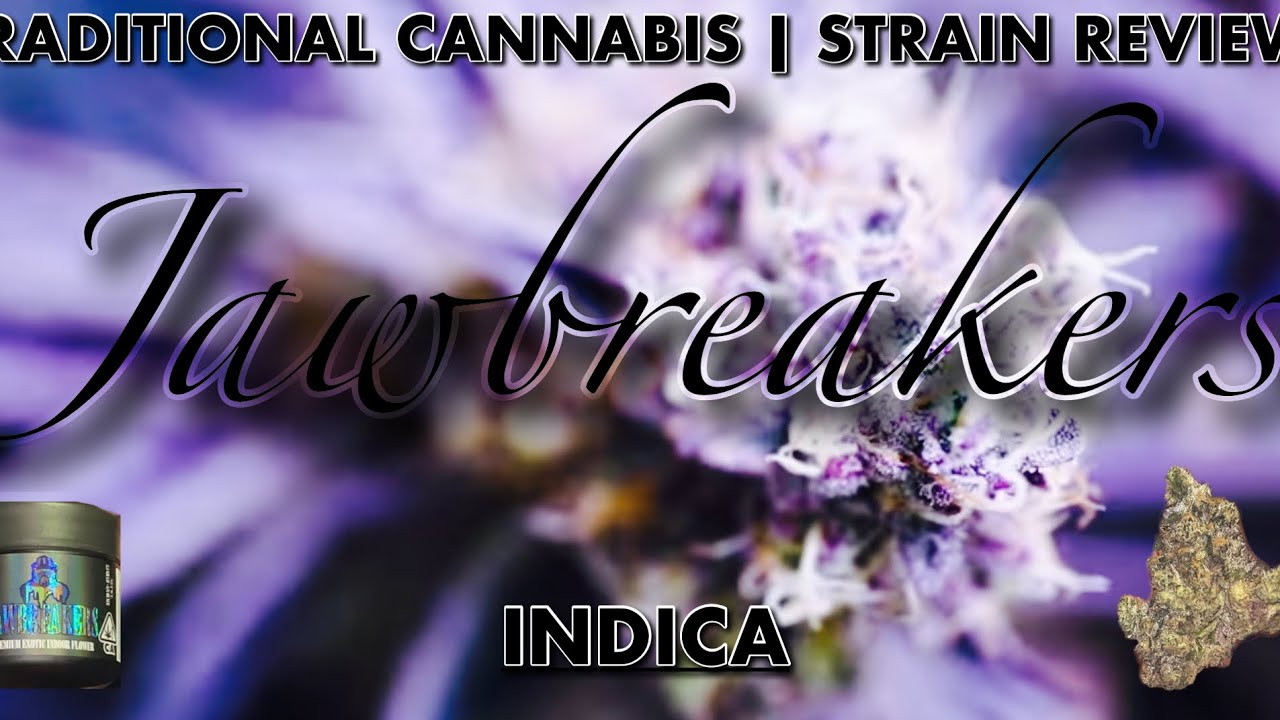 TRADITIONAL CANNABIS STRAIN REVIEW “ JAWBREAKERS “ YouTube