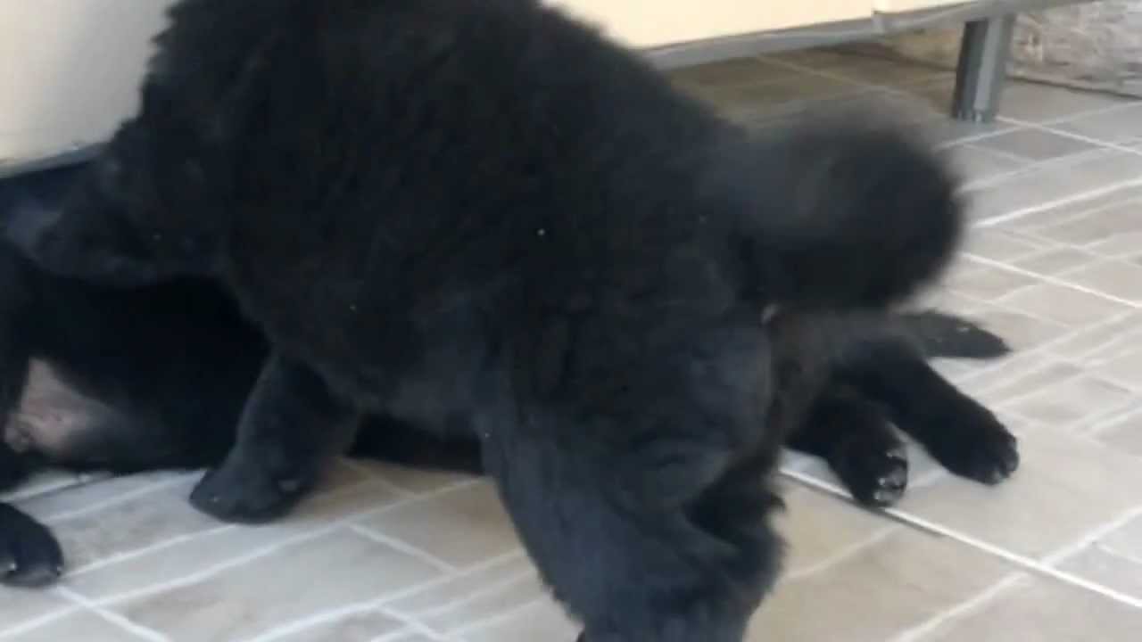 Filhotes Do Apolo Pastor Alemao Preto Youtube