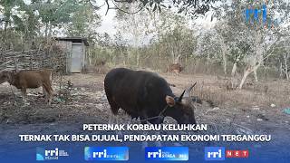 KORBAU FARMERS COMPLAIN THEY CANNOT SELL LIVESTOCK, HINDERING ECONOMIC INCOME