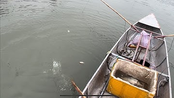 Đi tét máy kéo cáp thực tế bắt cá rô phi. 0985802199