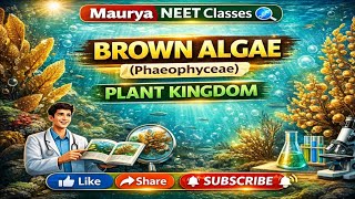Brown algae (pheophyaceae) Plant kingdom #mauryasir #botany #neetbiology #neet #neetbotany #biology