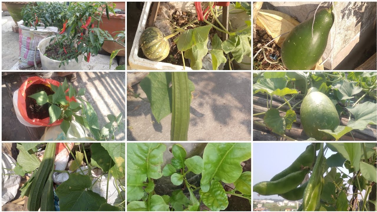 ছাদ বাগান পরিদর্শন ও বিভিন্ন রকম সব্জির চাষ 