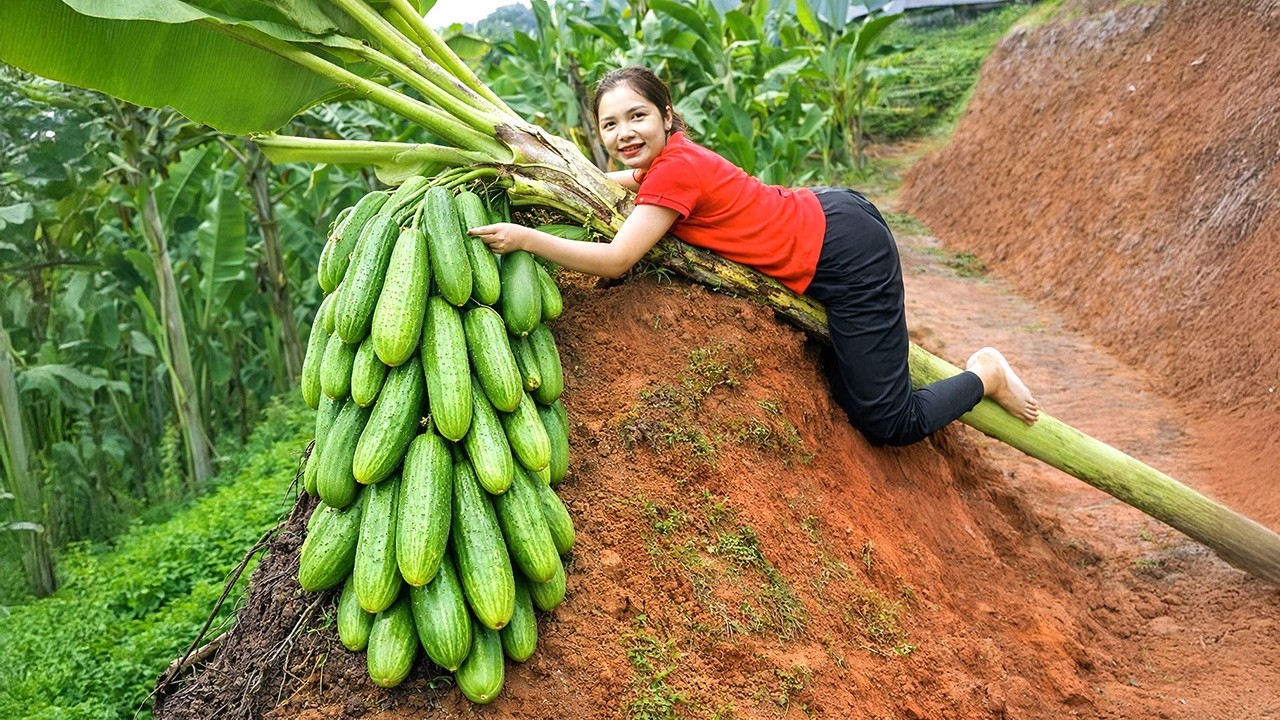Harvesting 1000+ Giant Fresh Cucumber In The Forest Go to Market Sell | Gardening & Cooking