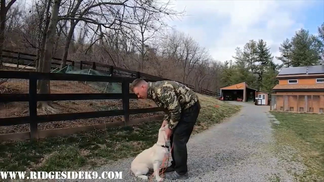 Ridgeside K9 LLC GROSS ABUSE WITH ECOLLAR CRIMINAL ABUSE