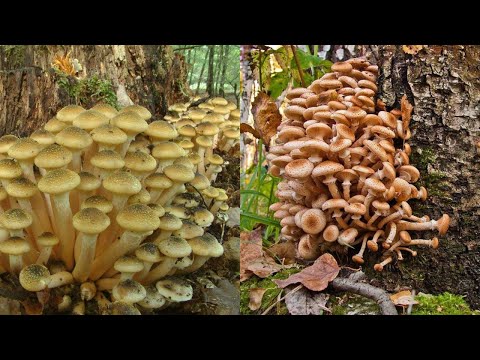 AUTUMN HONEY MUSHROOMS DELIGHTED MUSHROOMERS, MUSHROOM PICKERS SHOCKED BY SUCH ABUNDANCE IN THE M...