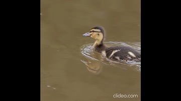 Ducklings all alone | UK Wildlife Photography