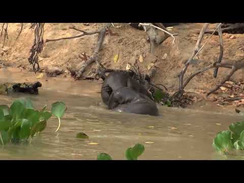 Unbelievable Footage: Giant River Otter Encounter!