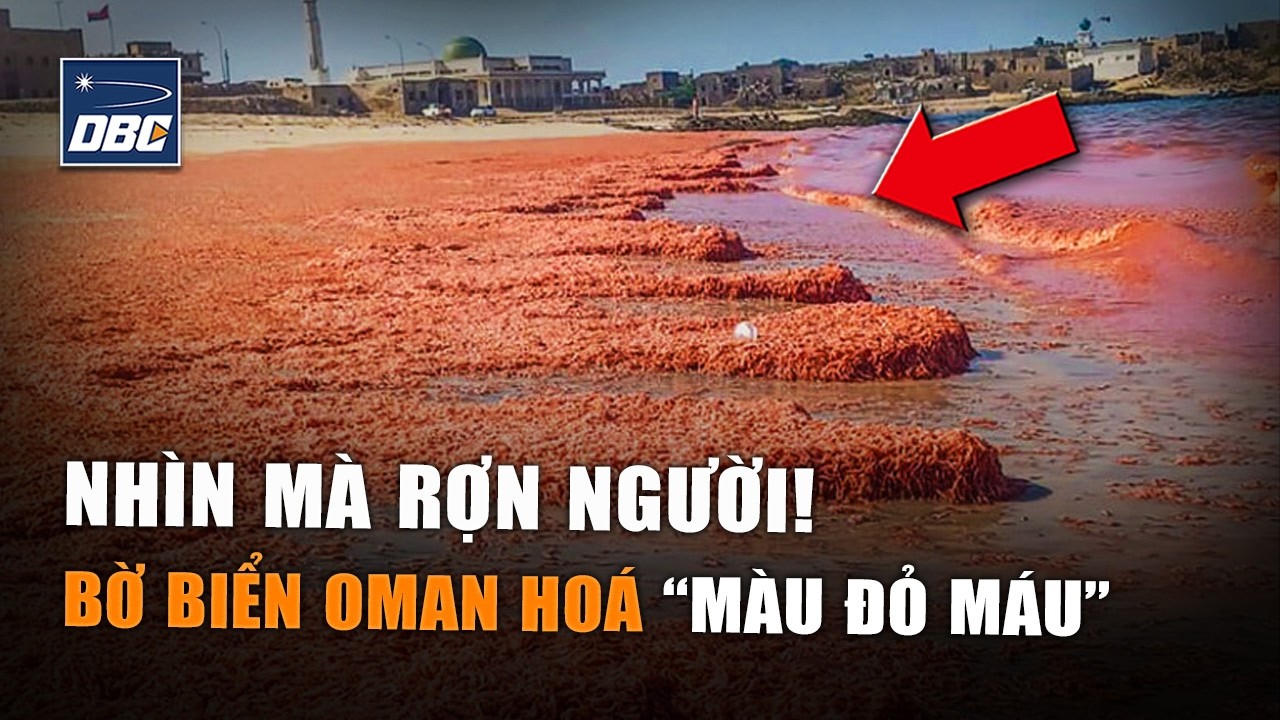 Hiện tượng lạ: Bờ biển Oman chuyển sang màu đỏ bất thường, hàng nghìn sinh vật nhỏ chết dạt vào bờ.