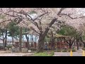 정독도서관 벚꽃앤딩