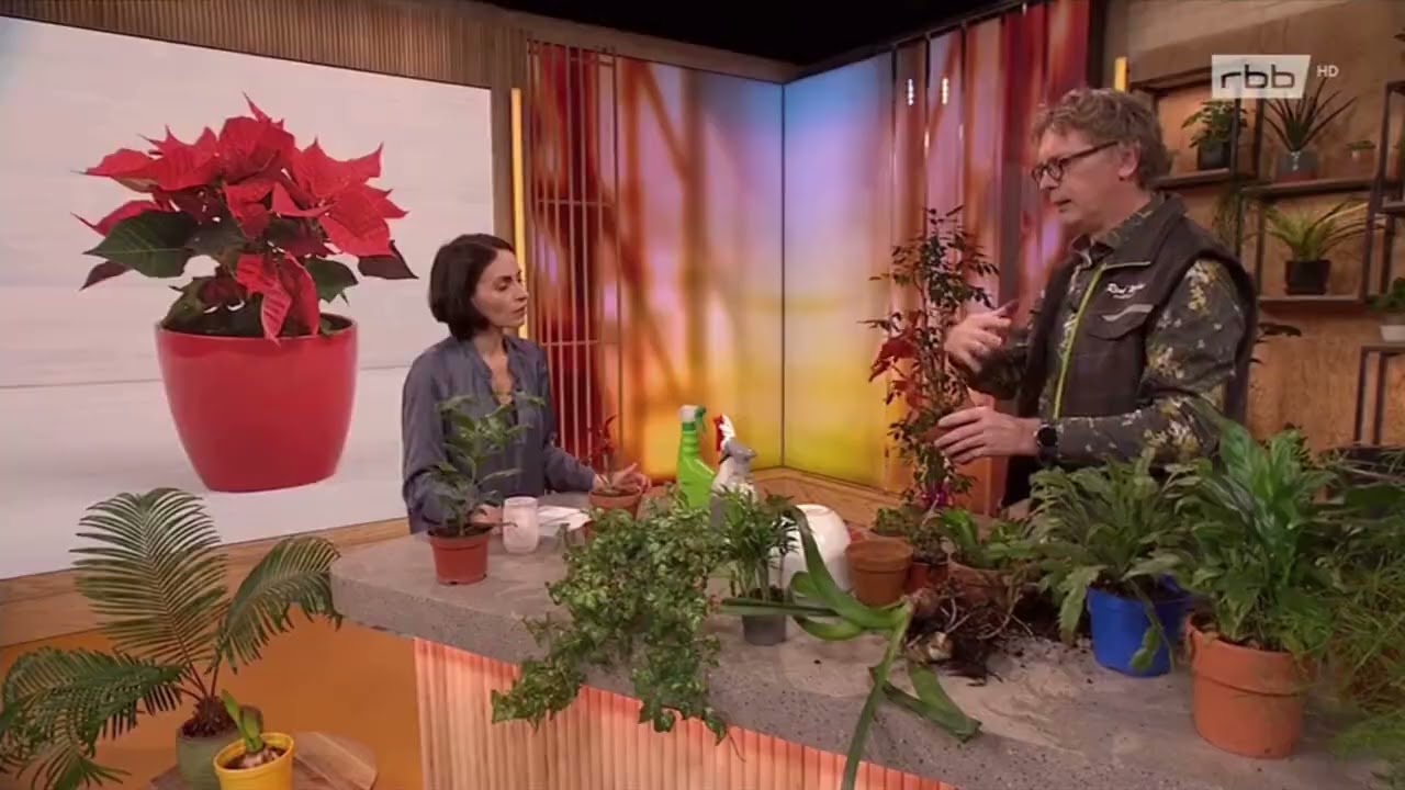 Weihnachtsstern nachhaltig pflegen