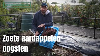 Zoete Aardappelen Oogsten