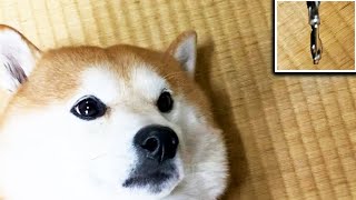 さんぽに誘われて嬉しくなりひとまずなでなでを所望する柴犬