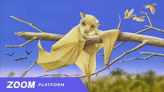 Stellaluna - 2025 Re-Release Trailer