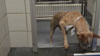Acs A816414