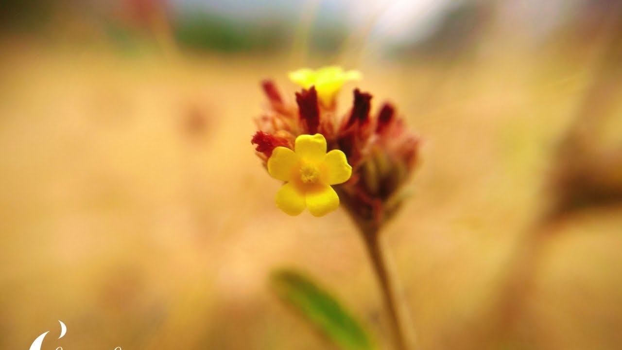 Beautiful Chennai Elliot beach