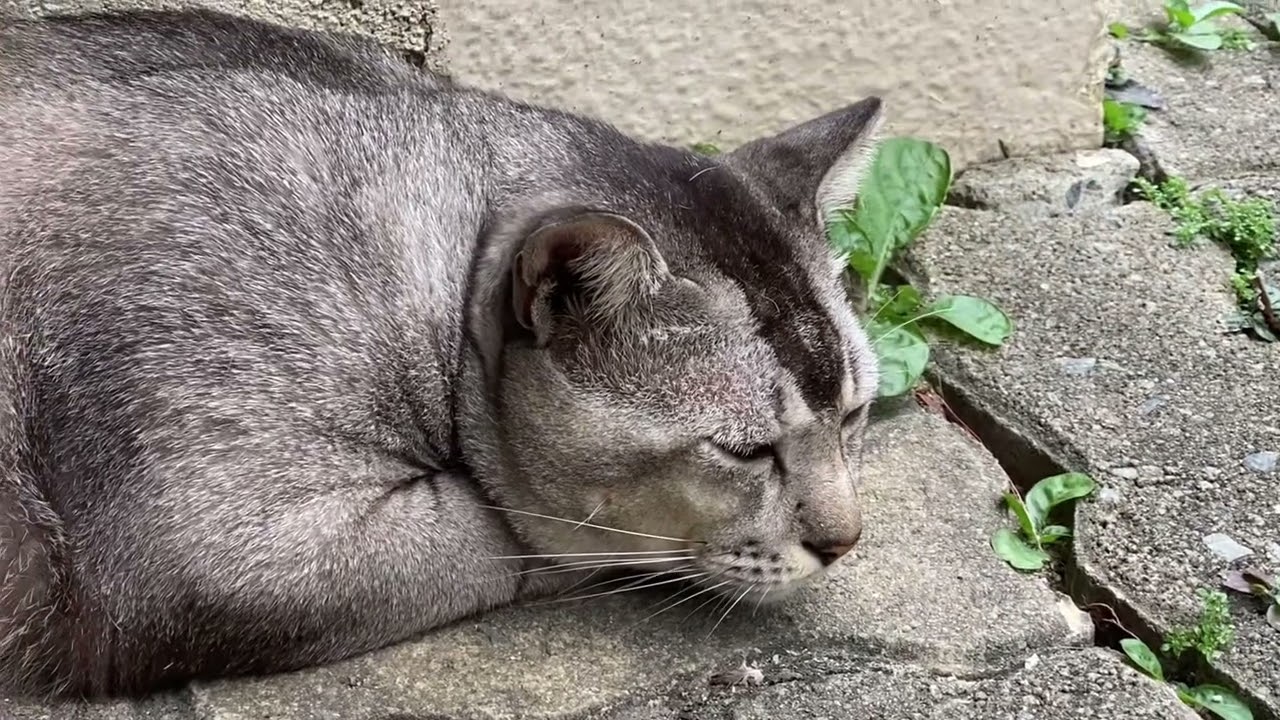 Sleepy, grouchy cats in the hot hot weather…