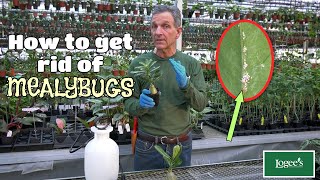 How to Get Rid of Mealybugs  Part 1 of Logee's 'Pest Prevention' Series