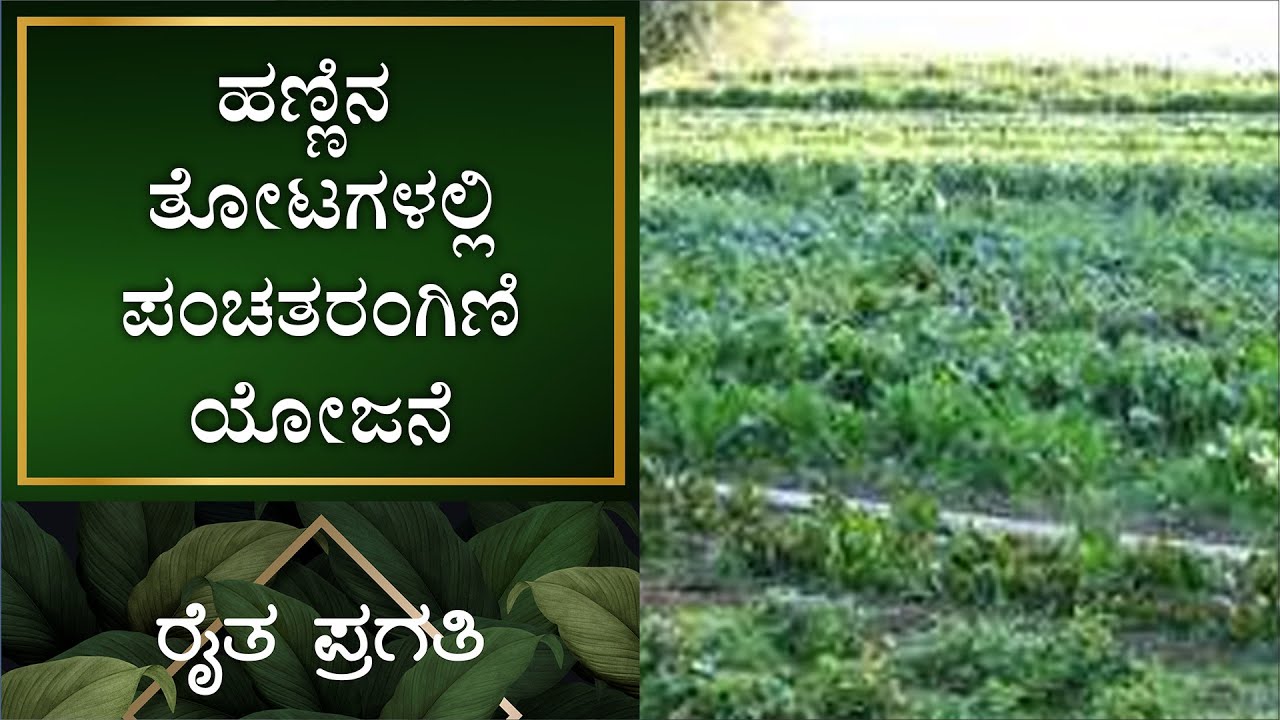 ನೈಸರ್ಗಿಕ ಕೃಷಿ | ಹಣ್ಣಿನ ತೋಟಗಳಲ್ಲಿ ಪಂಚತರಂಗಿಣಿ ಯೋಜನೆ | EP – 32 | Natural Farming | Raitha Pragathi