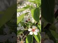 Маленькие путешествия #shorts #transport #nature #blossom