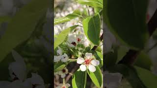 Маленькие путешествия #shorts #transport #nature #blossom