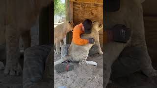 Lion Hugs