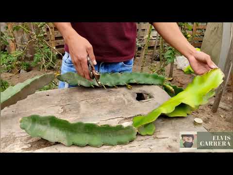 Video: Métodos de propagación de la fruta del dragón - Cómo propagar las plantas de Pitaya