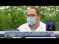 Выращивать дыни зимой решились овощеводы Карасайского района