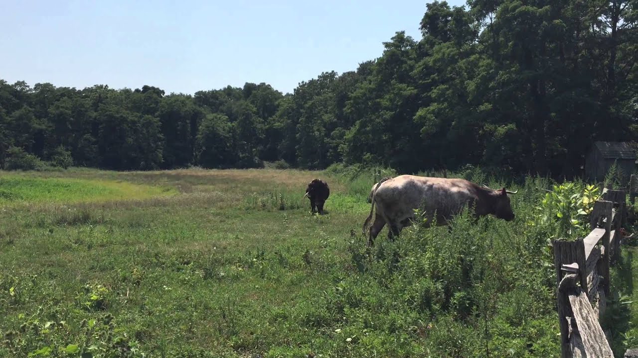 Farm life at Old Bethpage Village Restoration YouTube