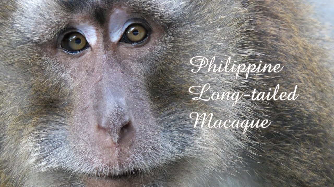 Long-tailed Macaques (Philippine) - Grooming