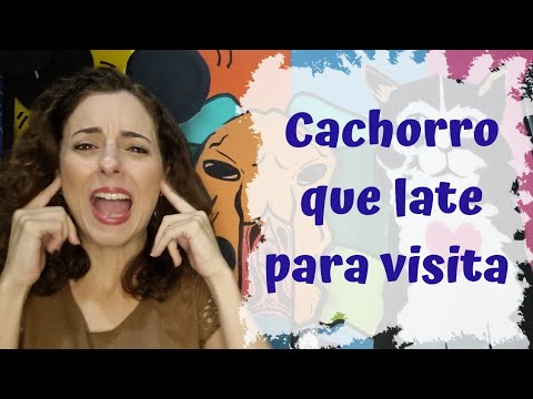 Vídeo: Como parar um filhote de cachorro choramingar