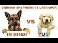 German shepherd VS Labrador in Hindi | Dog Comparison | The Ultimate Channel