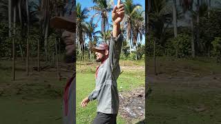 estufa para secar pimenta do reino 6 x 16