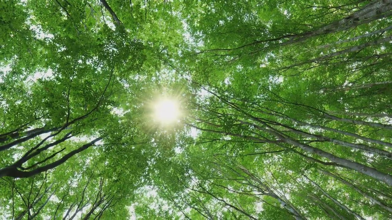 Mind Therapy Clinic Trees and Sun