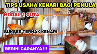 How to breed canaries for beginners, guaranteed success/small capital but can be successful and p...