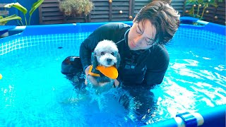 🐶生まれて初めてプールに入った犬の反応が可愛すぎたw【トイプードル】
